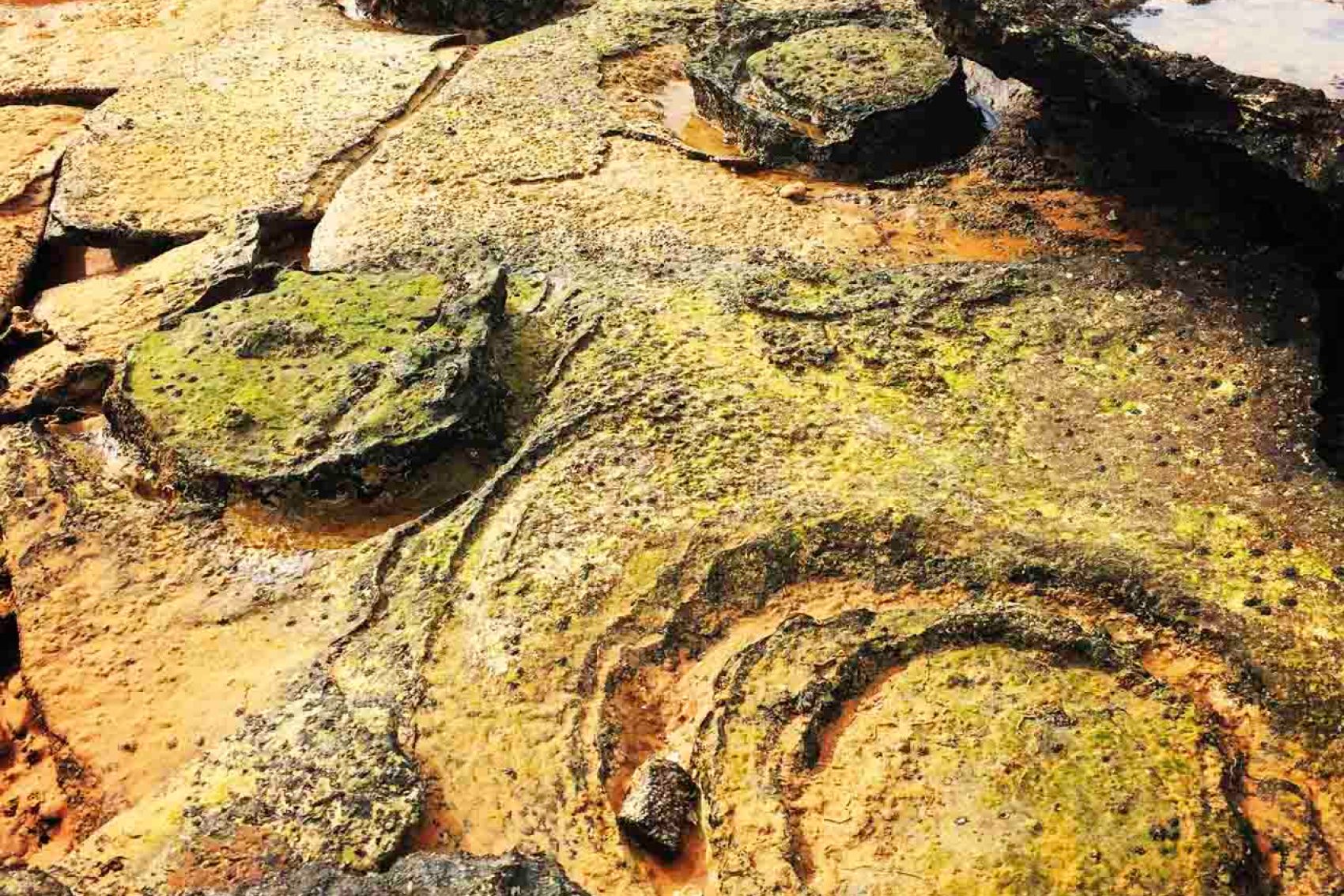Dinosaur footprints