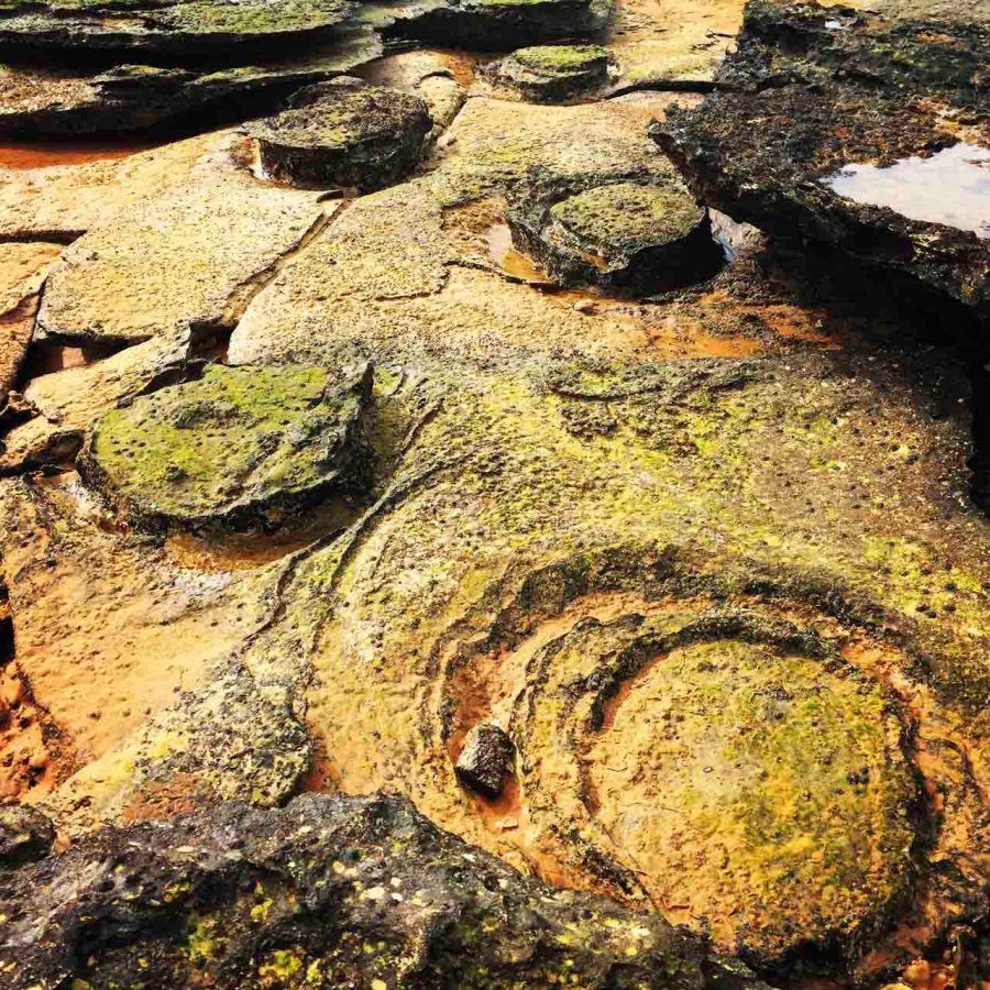 Dinosaur footprints