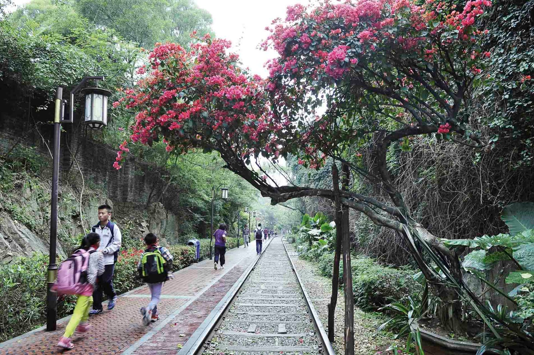 Tree blooming with bright pink flowers along a pavement