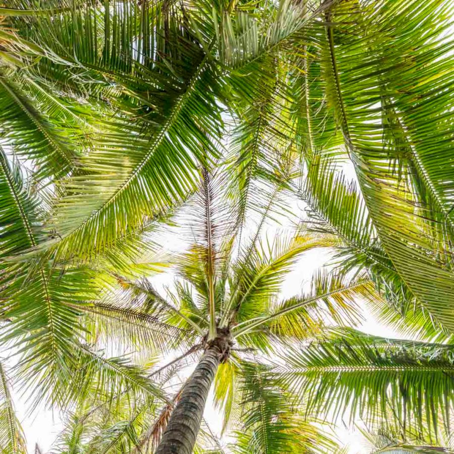 Trees