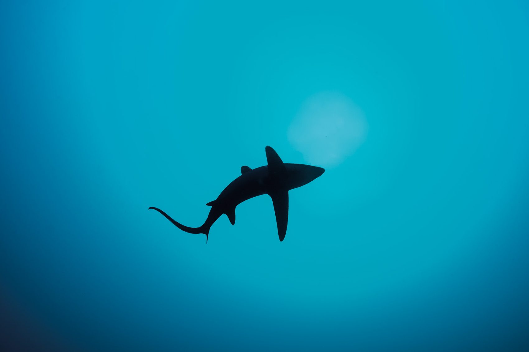 Diving in Cebu