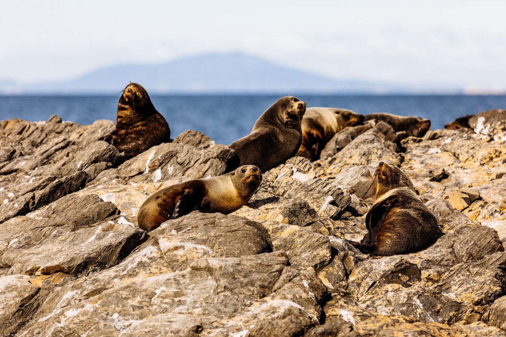 Nature-Tasmania-4