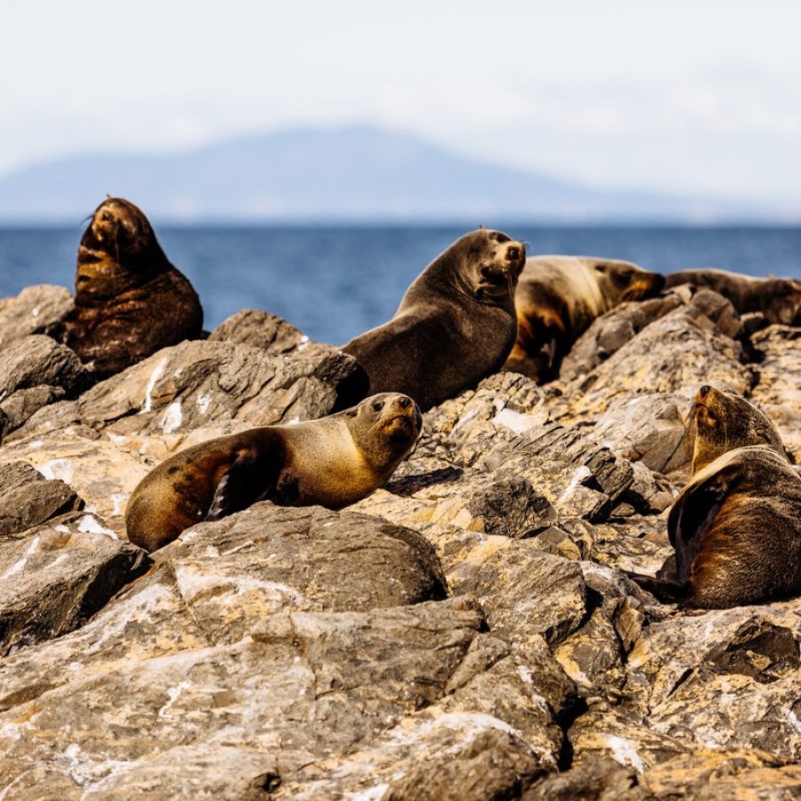 Nature-Tasmania-4