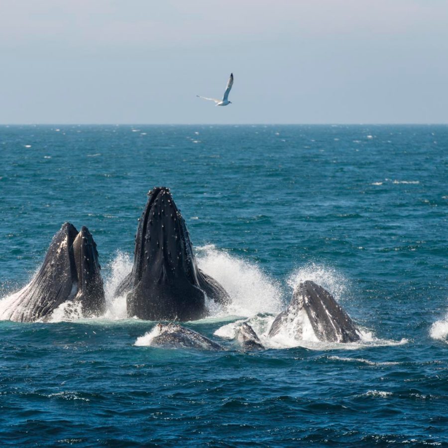 Whales