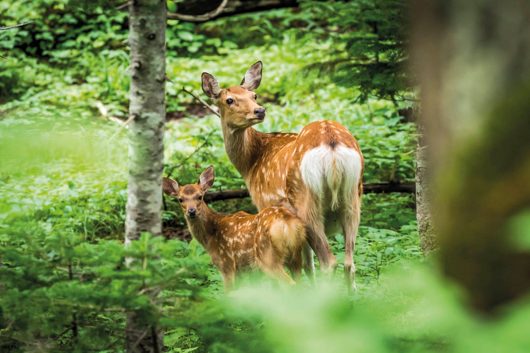 Shiretoko National Park, Hokkaido