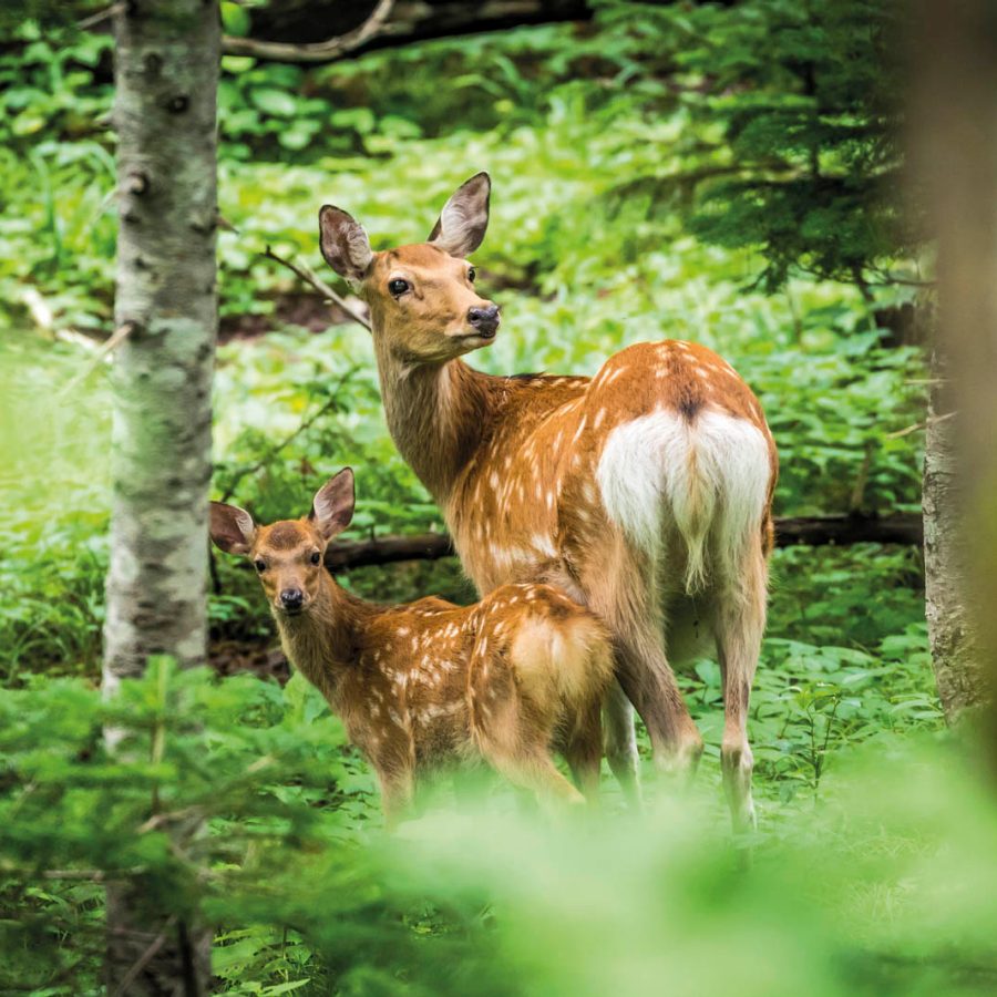 Shiretoko National Park, Hokkaido
