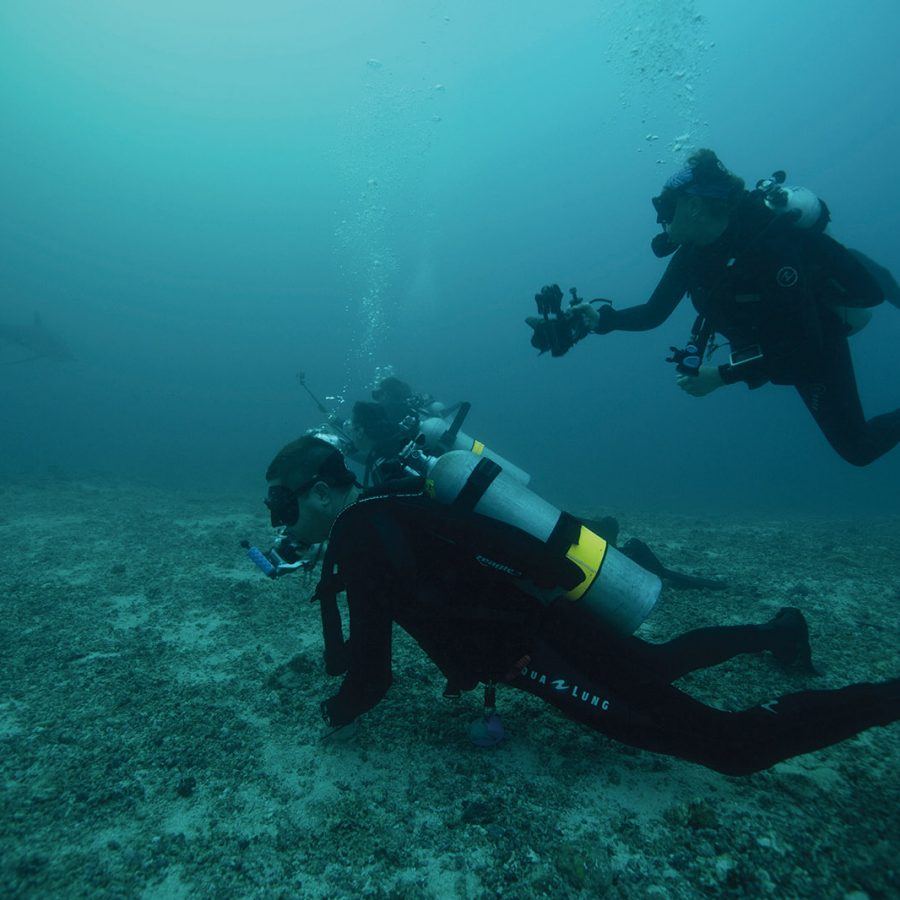 Diving in Cebu: How sharks are helping to rebuild Malapascua | Cathay