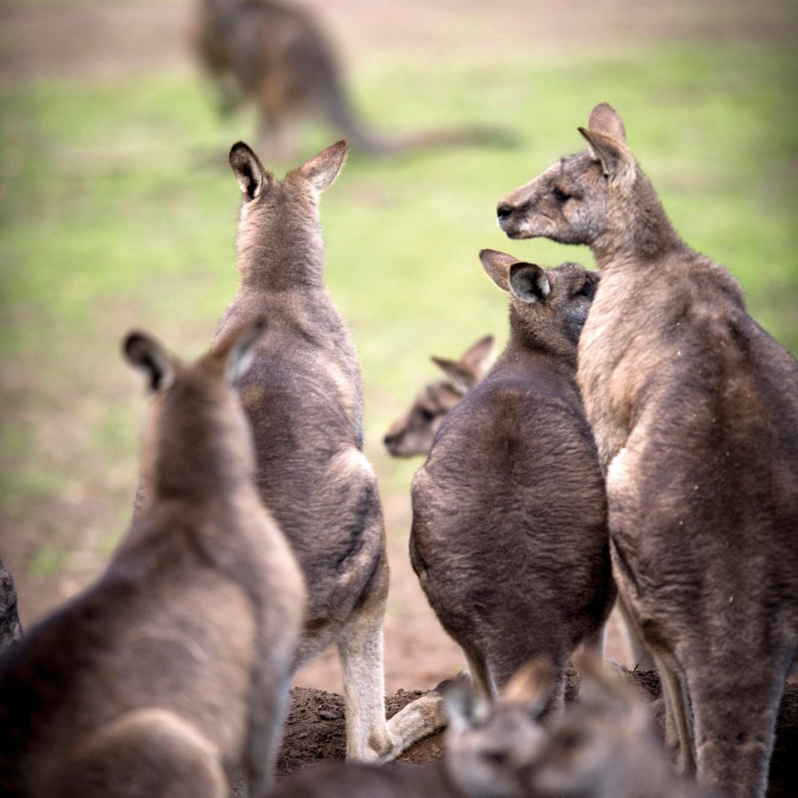 Tasmania, Australia, Kangaroos, Bonorong Wildlife Sanctuary