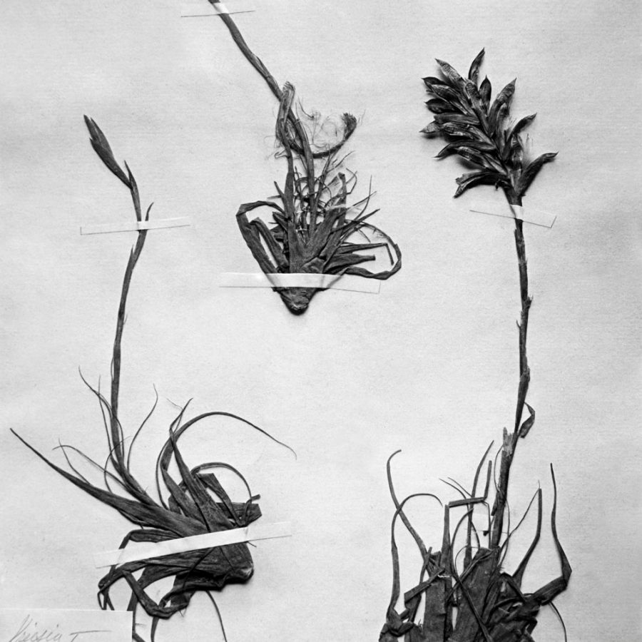Flora and fauna sample