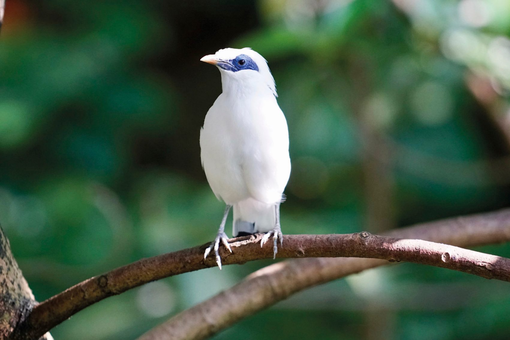 Hong Kong Zoological and Botanical Gardens houses all sorts of birds