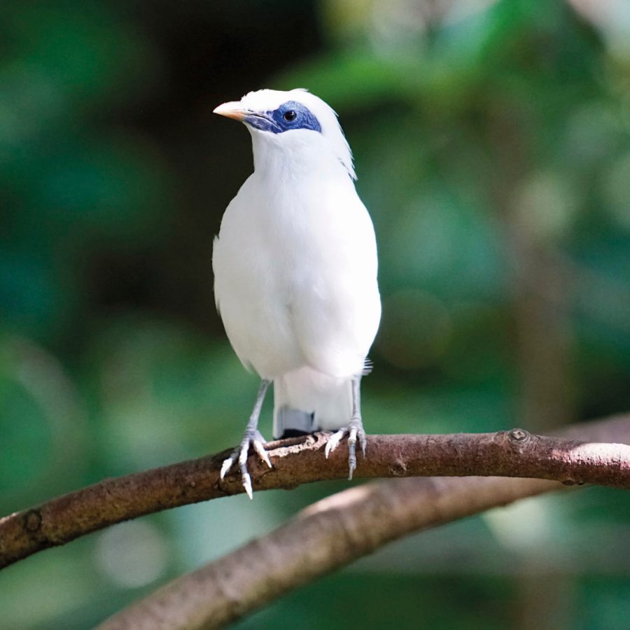Hong Kong Zoological and Botanical Gardens houses all sorts of birds
