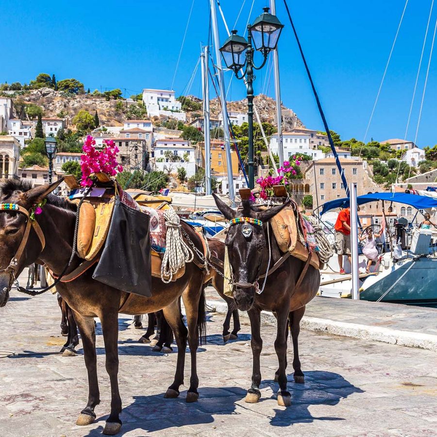 Mules