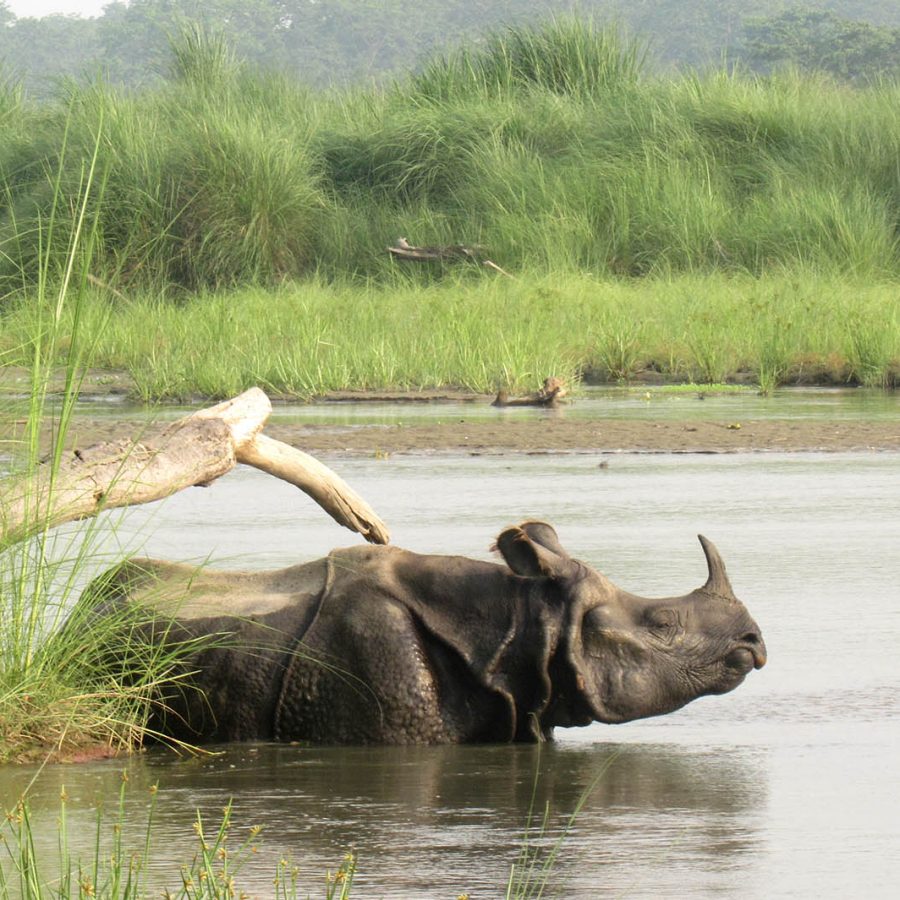 One horned rhino