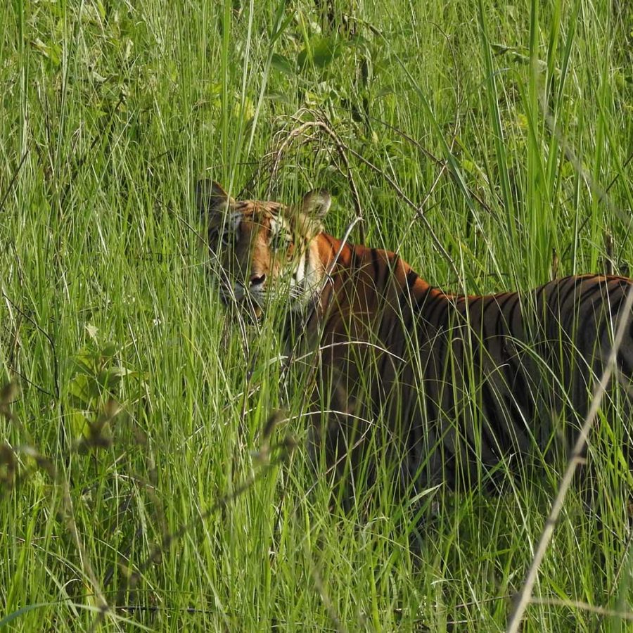 Royal Bengal tiger
