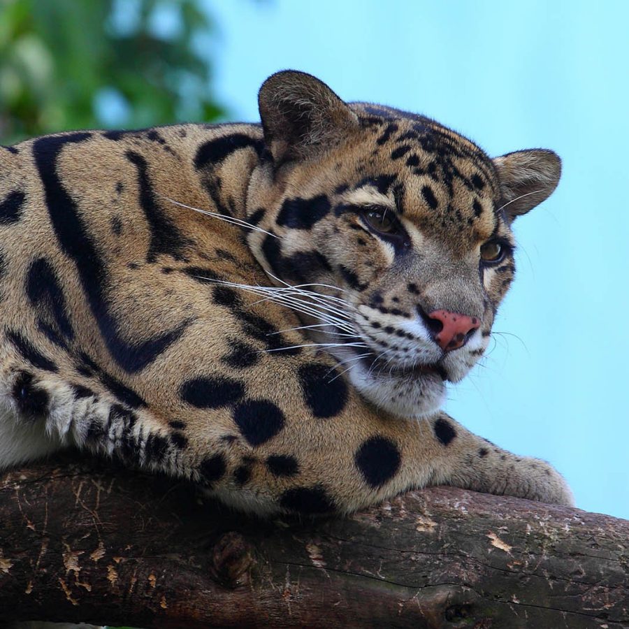 Clouded leopard