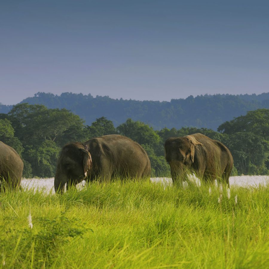Elephant