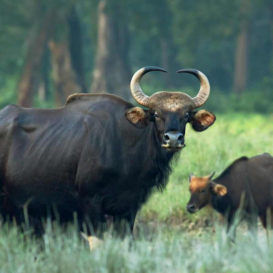 Gaur