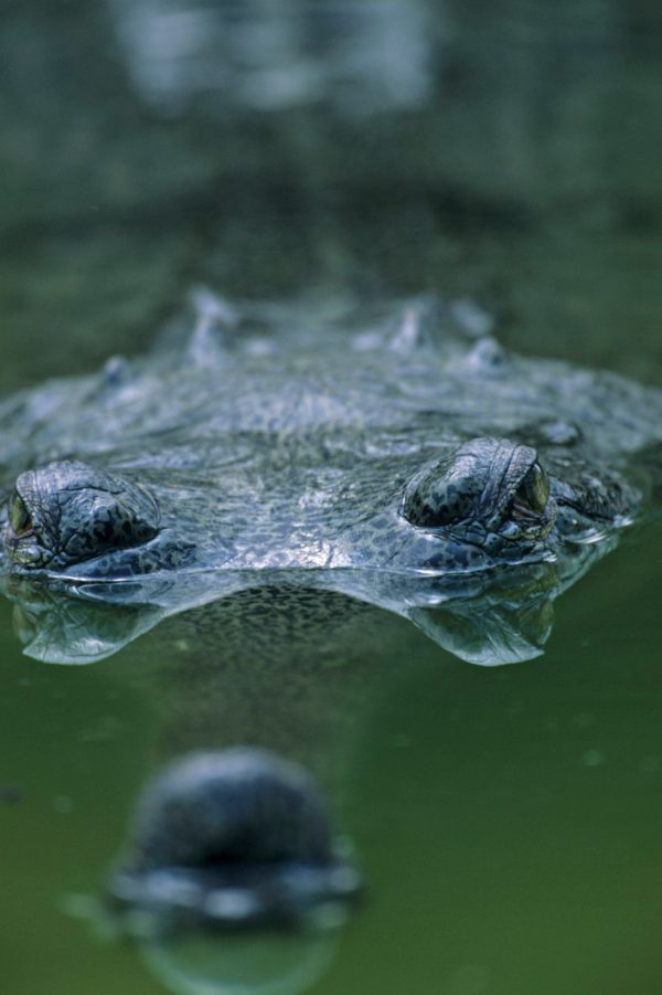 Crocodiles 