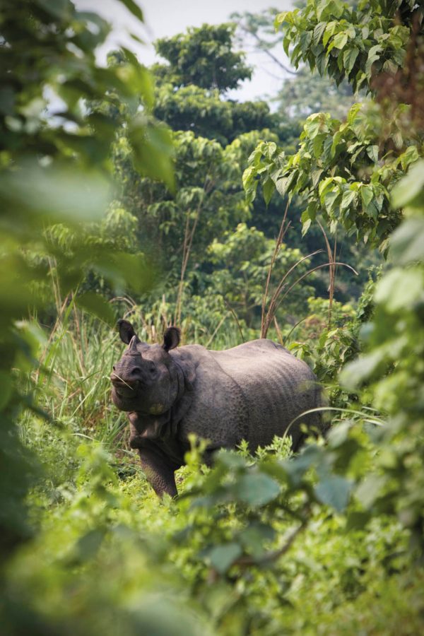 Rhino