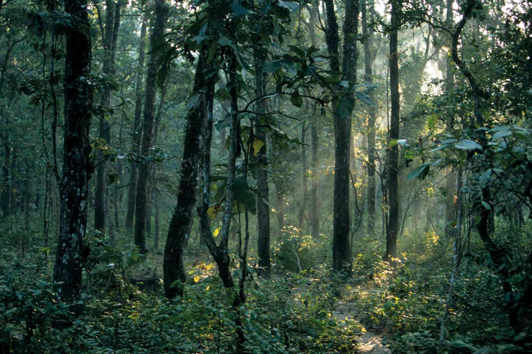 Forest in Nepal