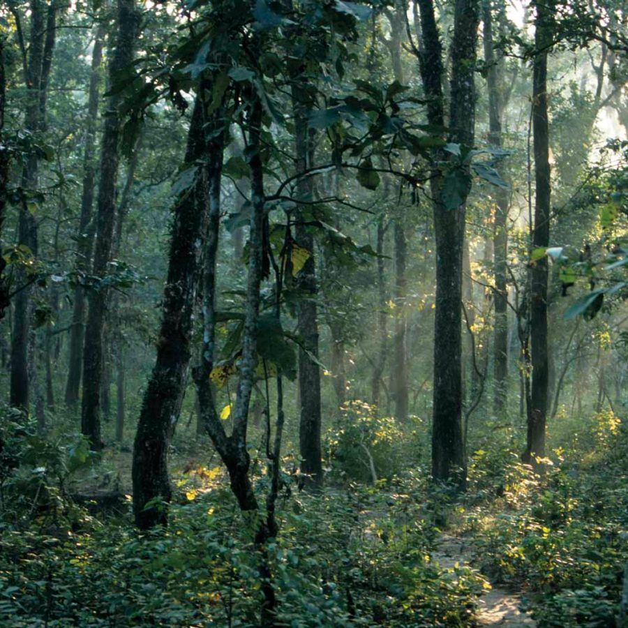 Forest in Nepal