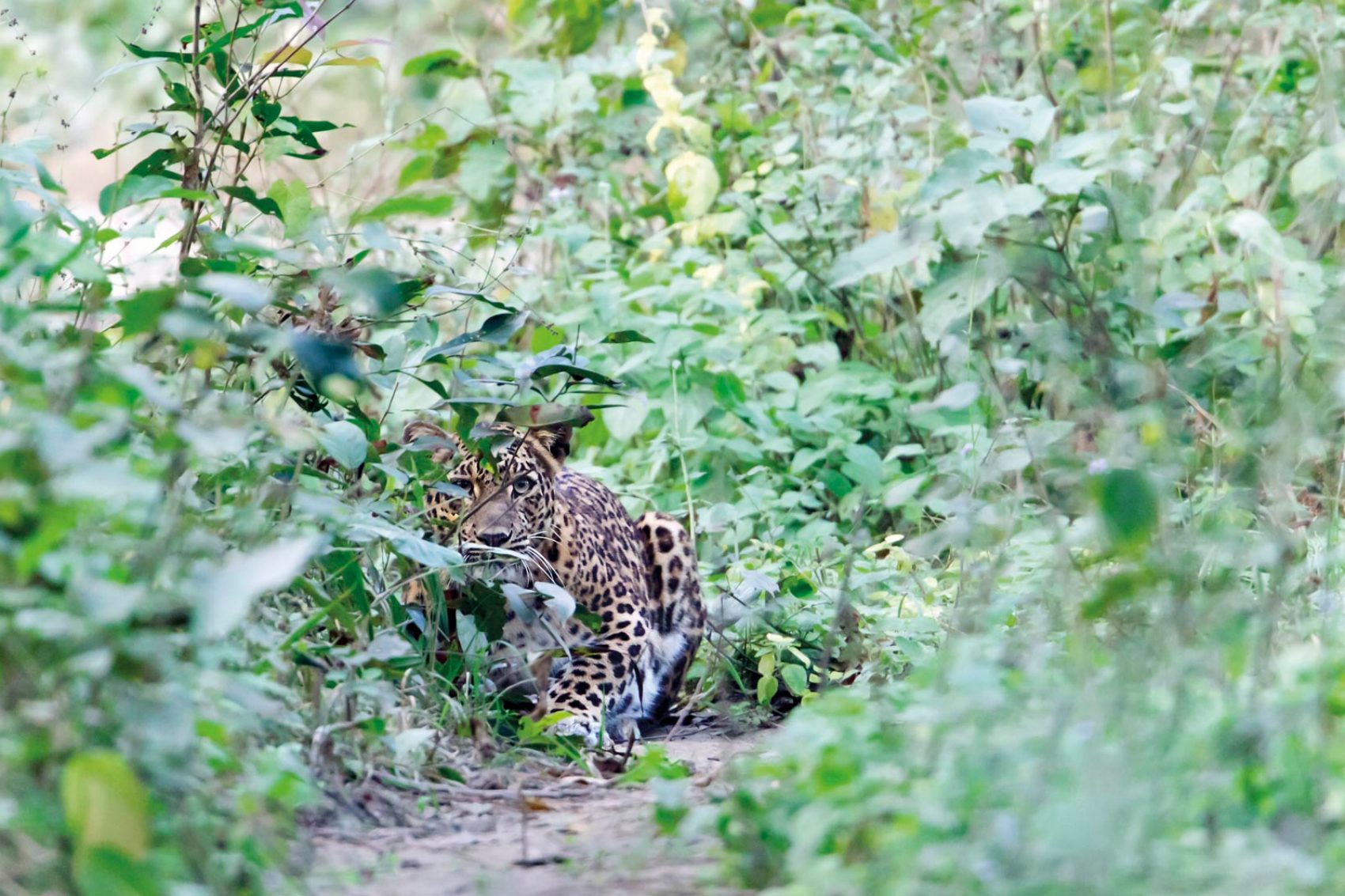 clouded leopards