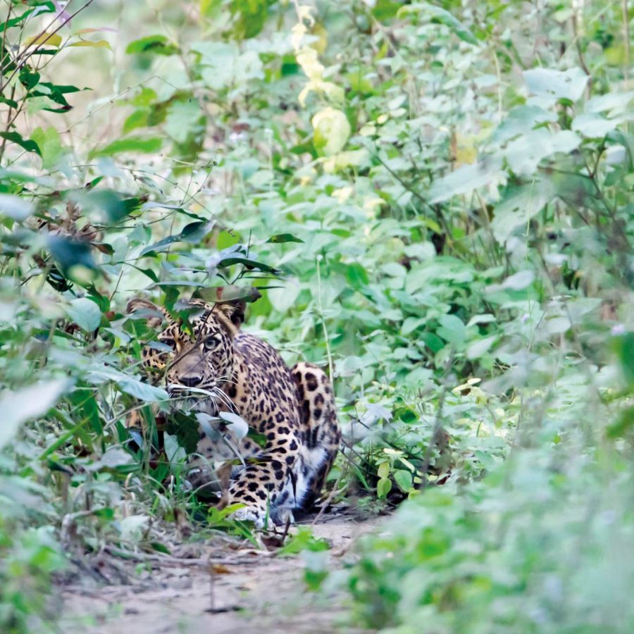 clouded leopards