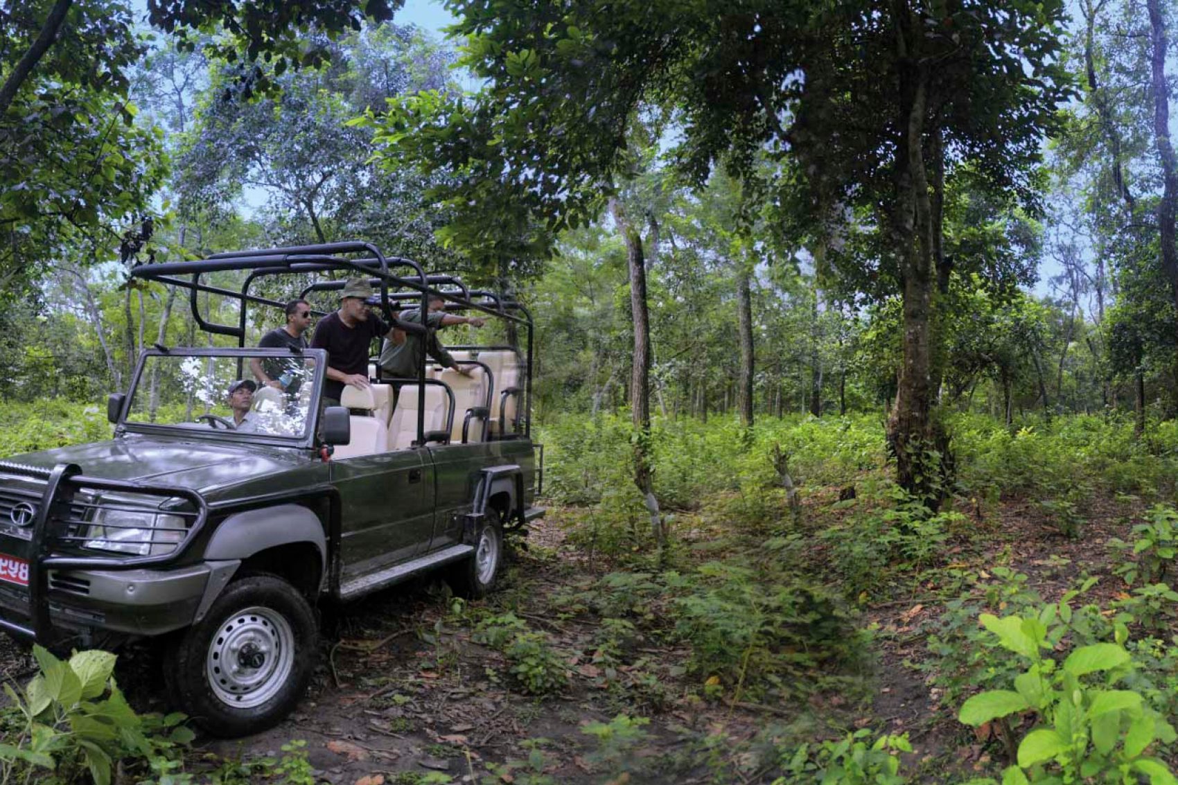 Safari 