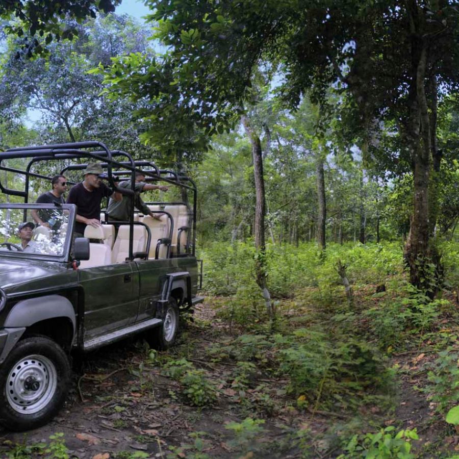 Safari 