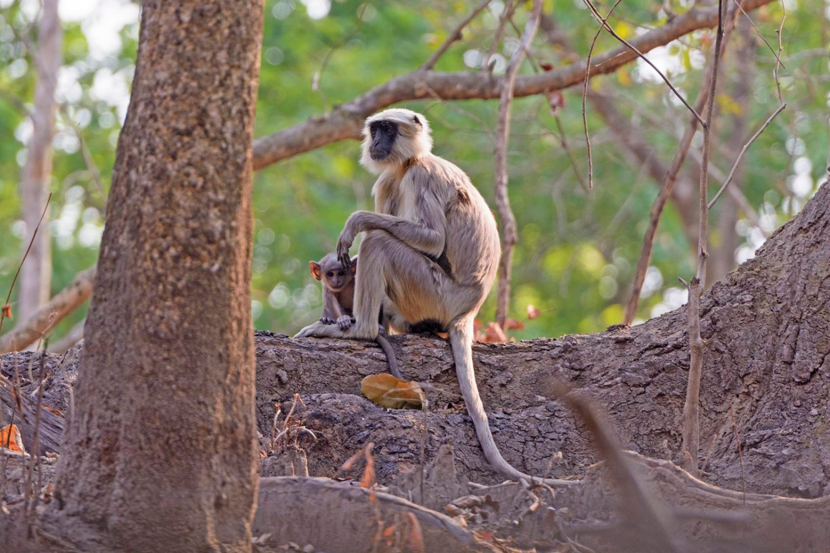 Langur Monkey