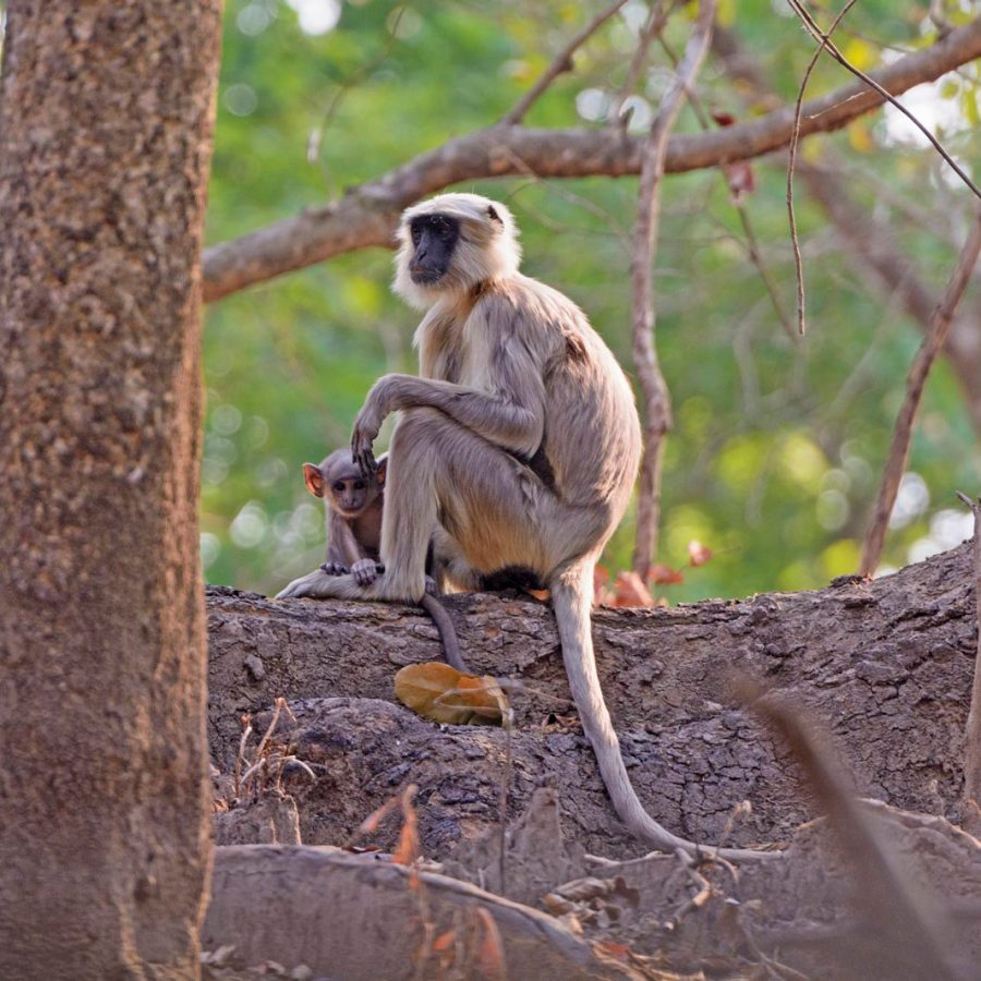 Langur Monkey