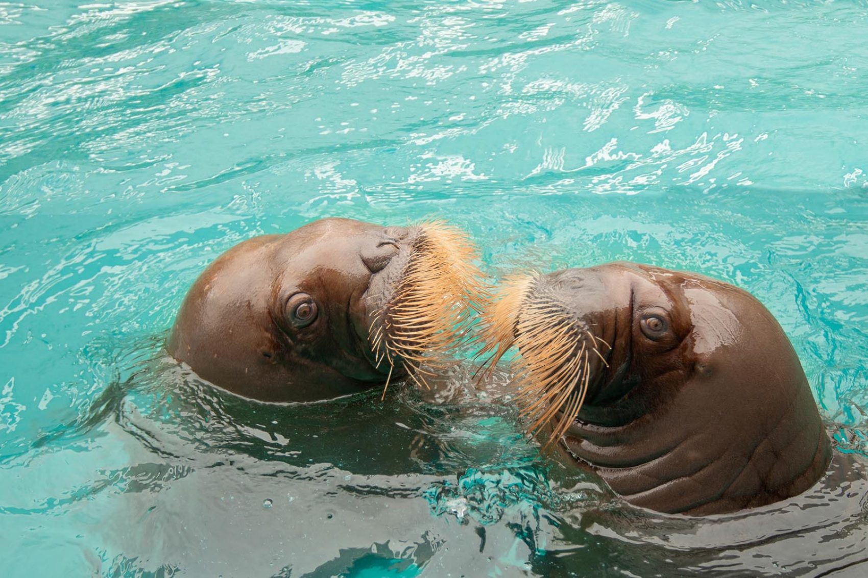Vancouver Aquarium