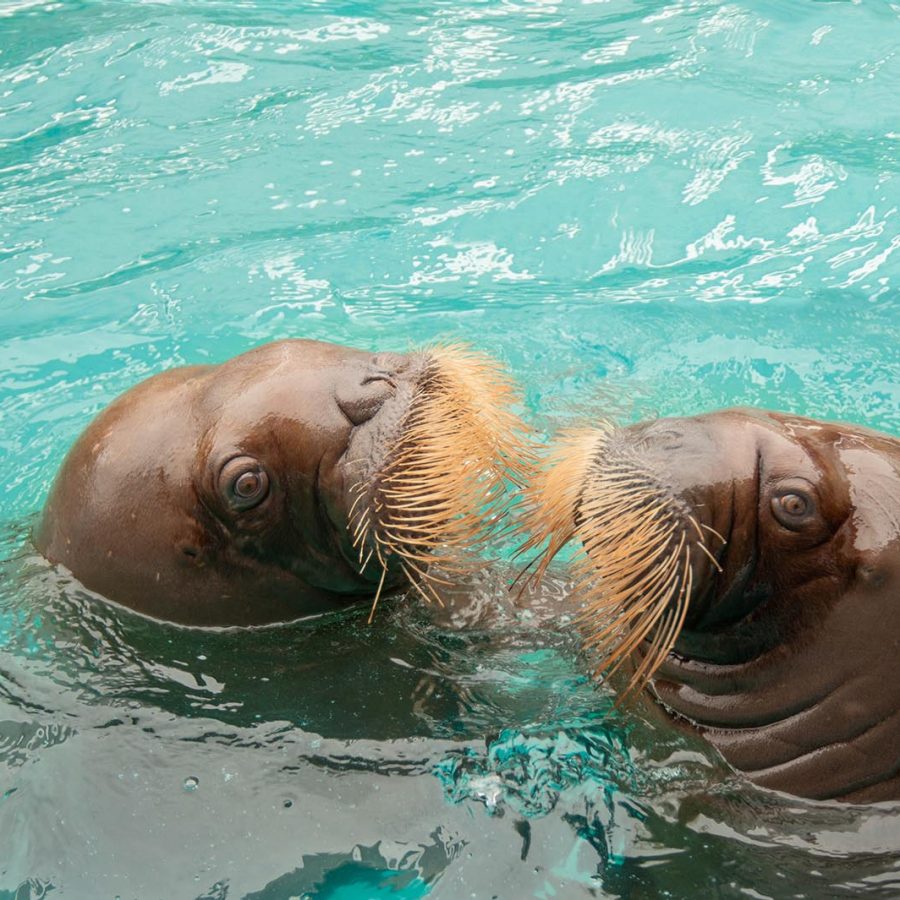 Vancouver Aquarium