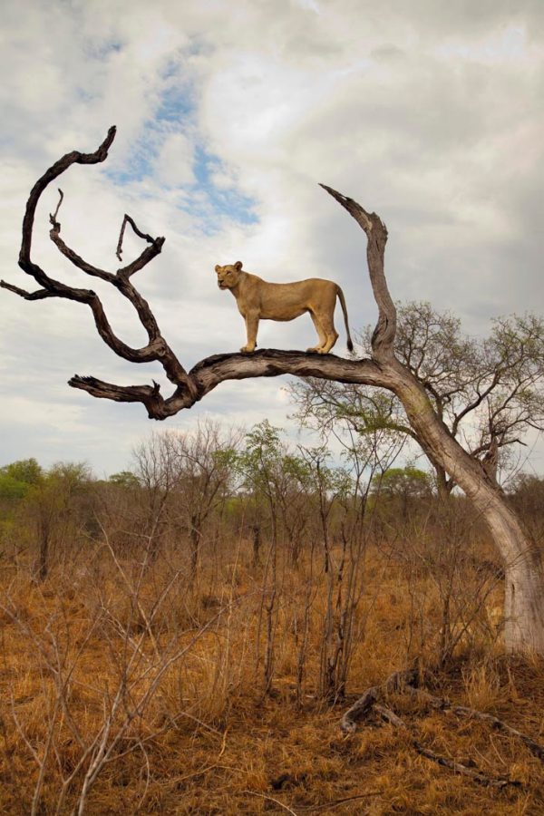 Lioness standing on a tree branch