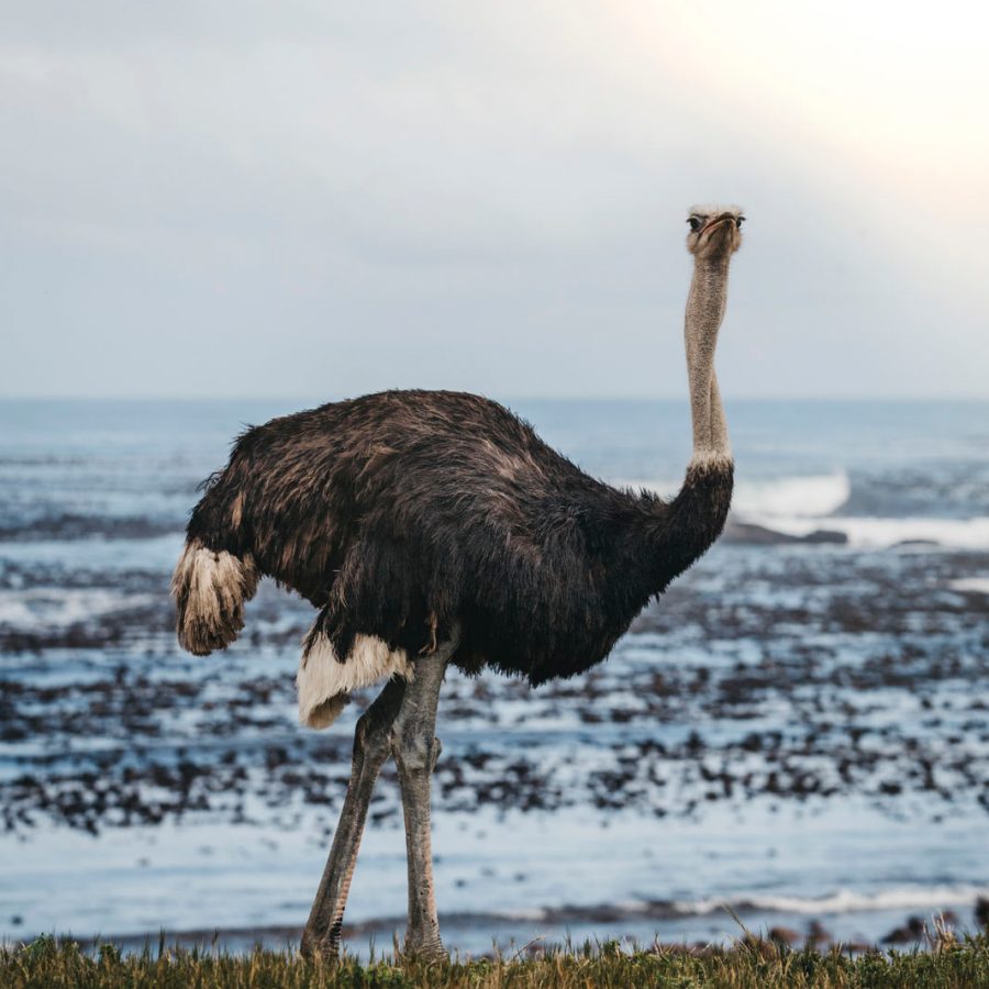 Ostrich standing on a beach