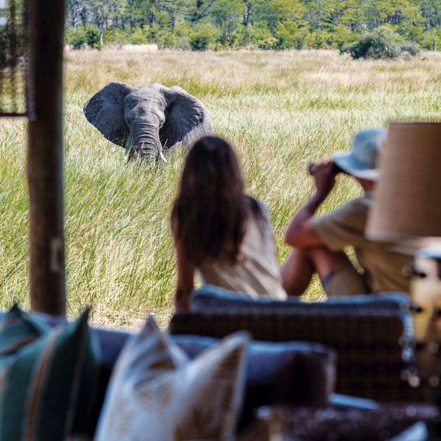 Couple watching an elephant in a field