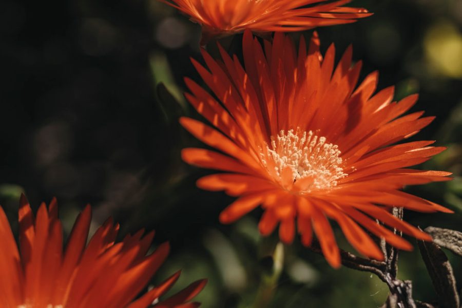 Beautiful red flowers