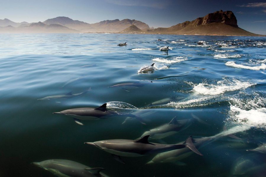 Dolphins in the ocean