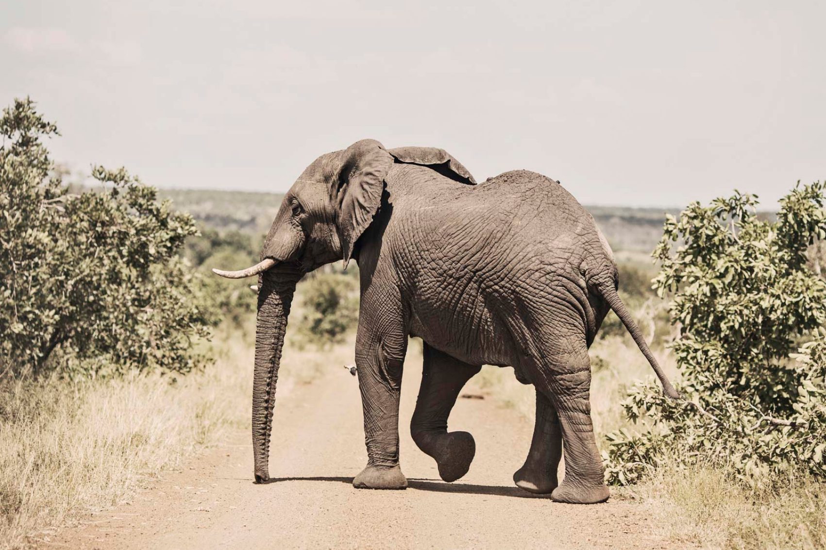 Elephant walking across bushes