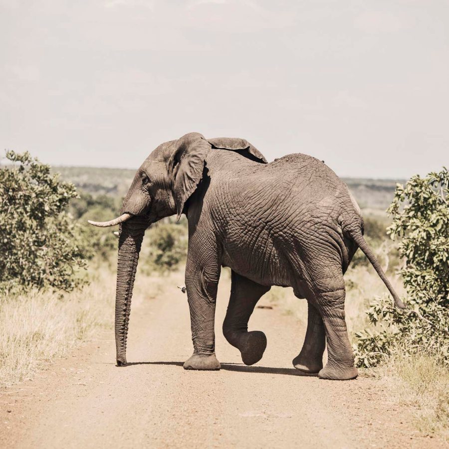 Elephant walking across bushes