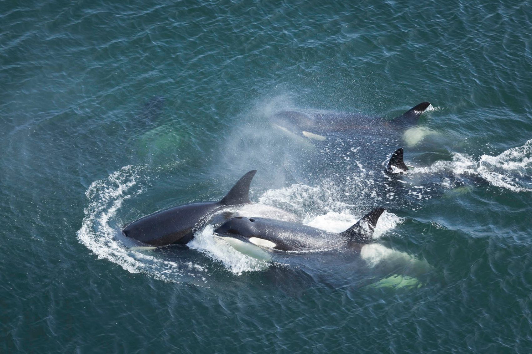 Whales Credit: Karoline Cullen