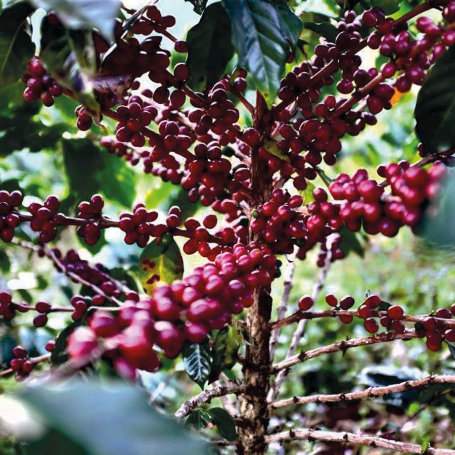 Torch Coffee Labs, Yunnan coffee