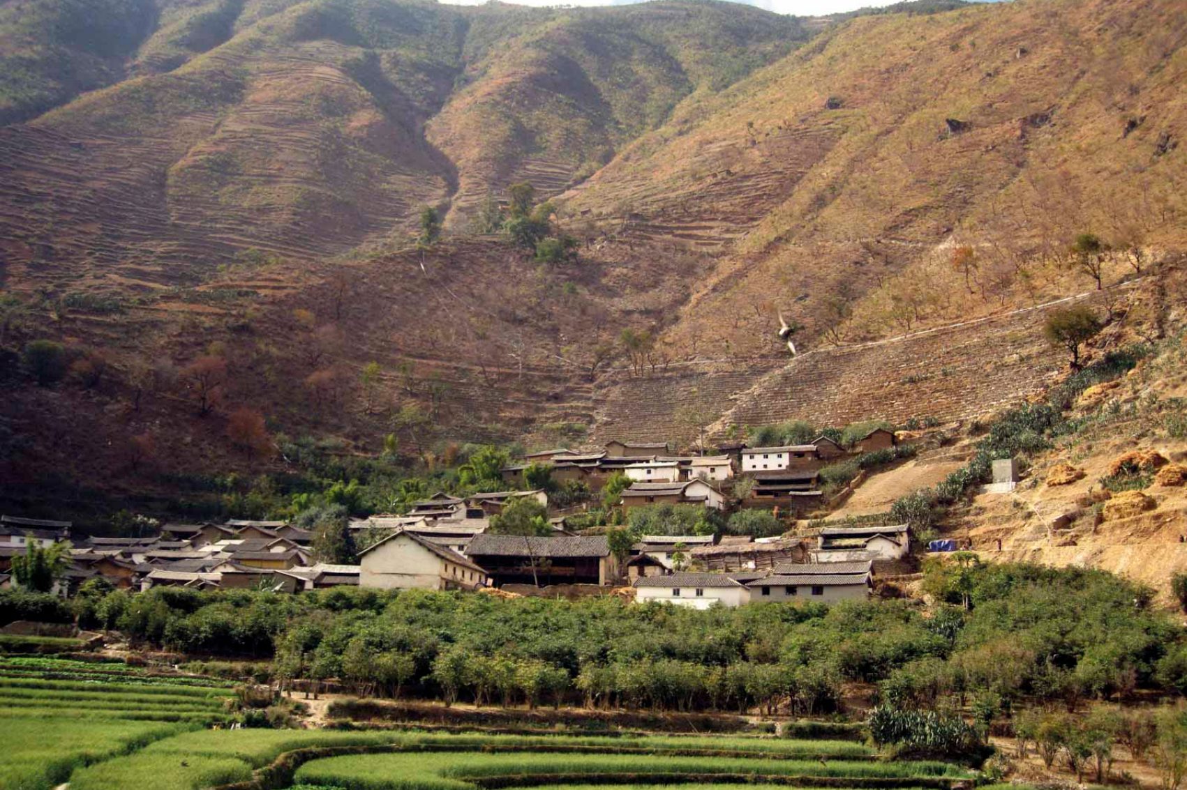 Yunnan coffee fields