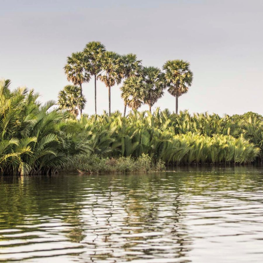 Greenery, riverside