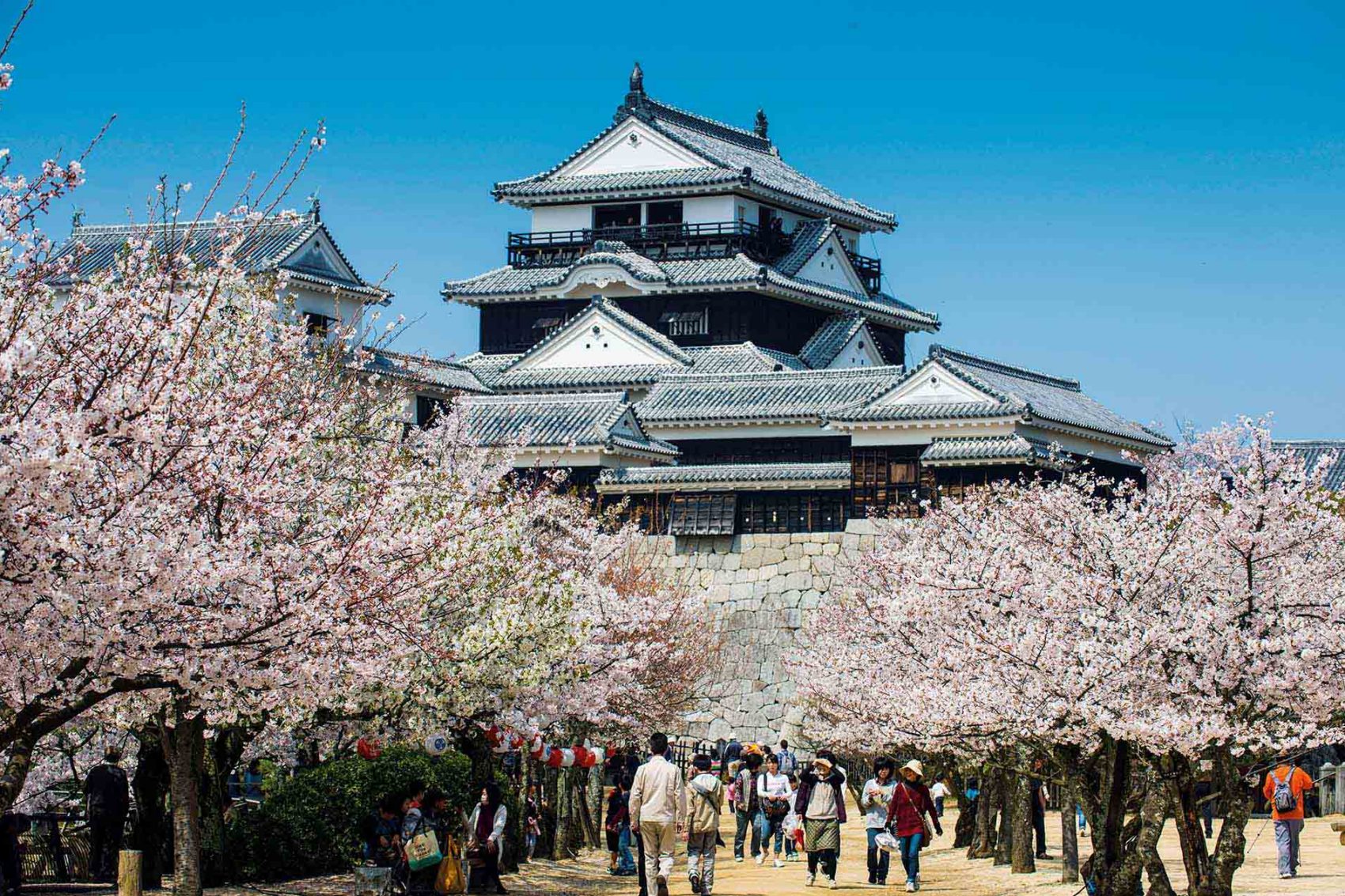 Tokushima, japan, cherry blossom