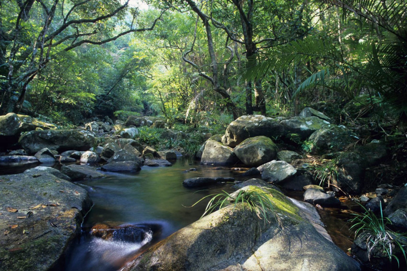 Rainforest stream Tai Po Kau Nature Reserve Hong Kong
