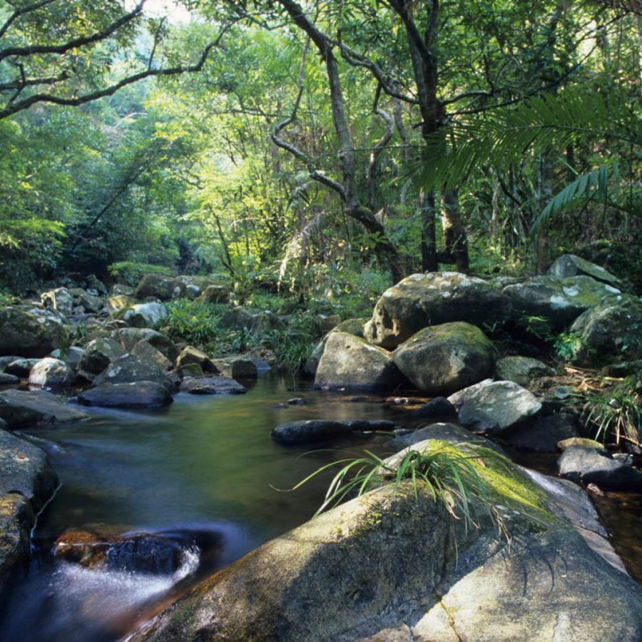 Rainforest stream Tai Po Kau Nature Reserve Hong Kong