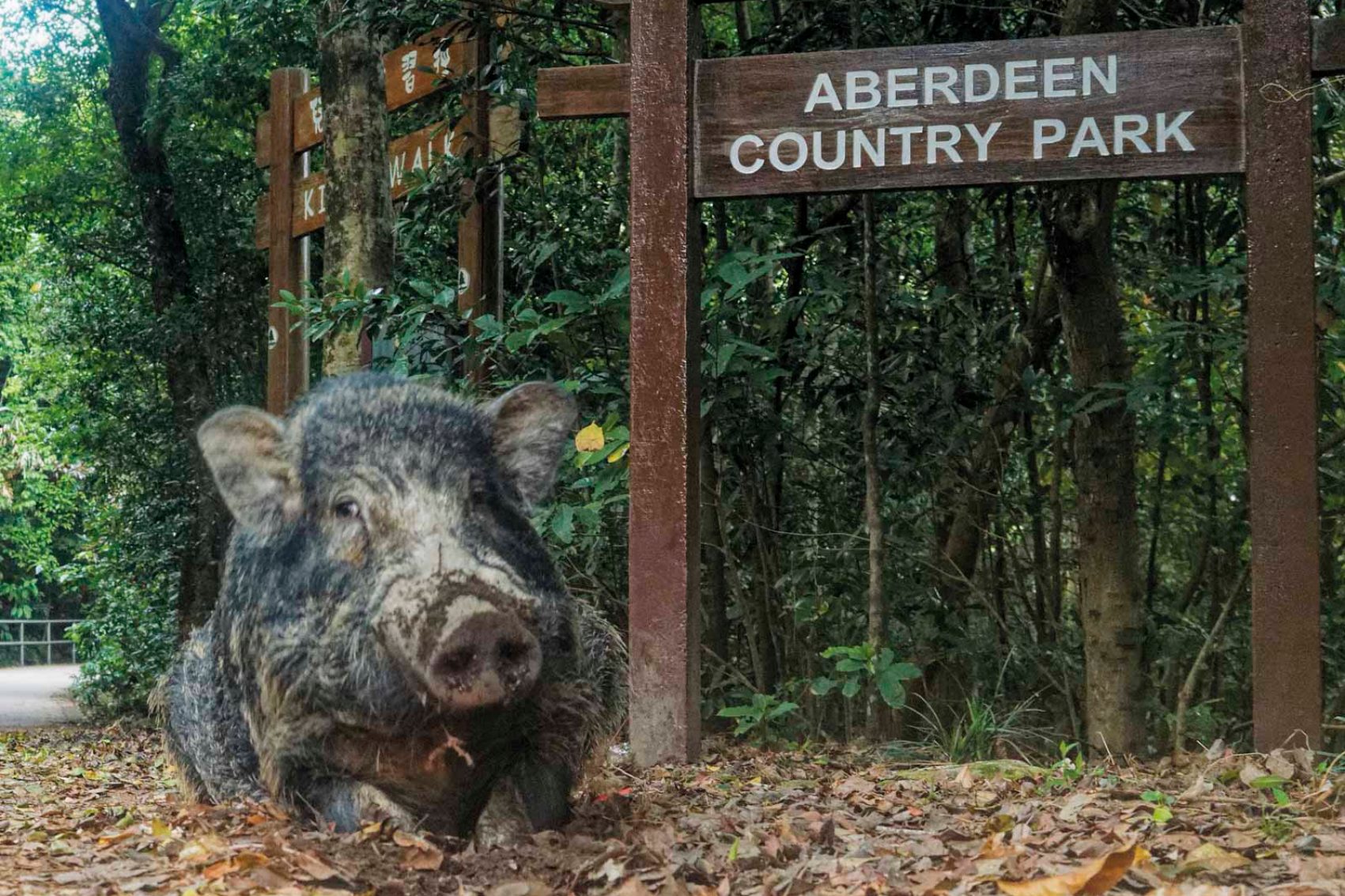 Boar at Aberdeen country park