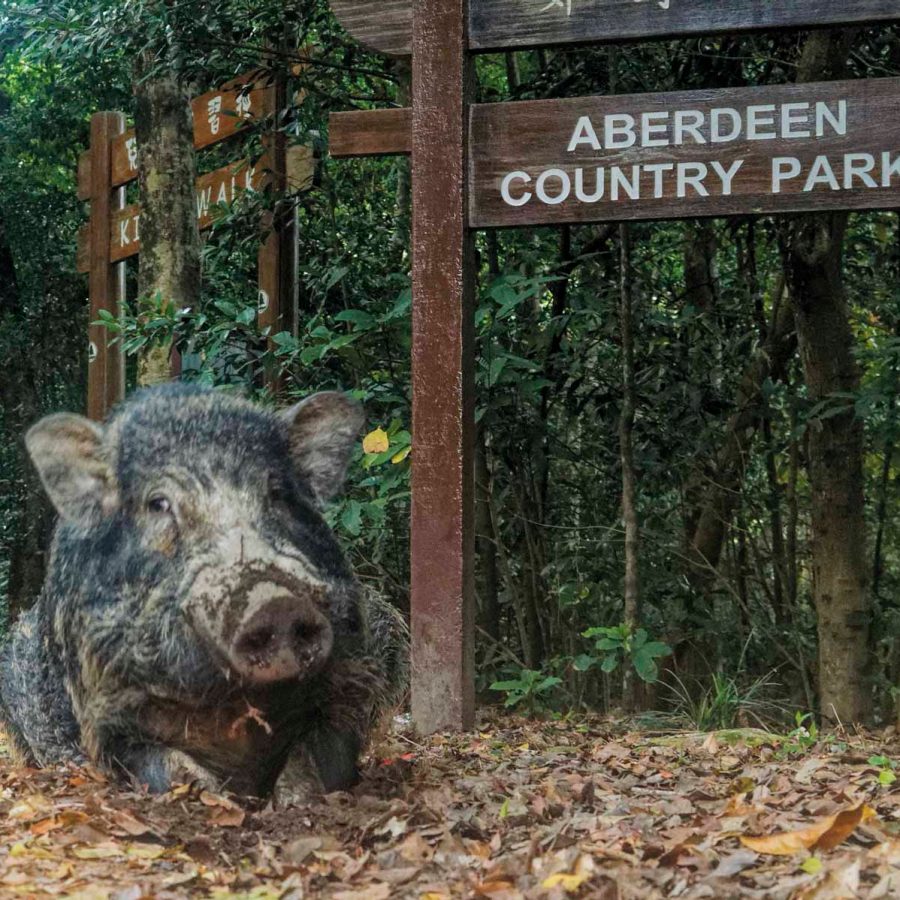 Boar at Aberdeen country park