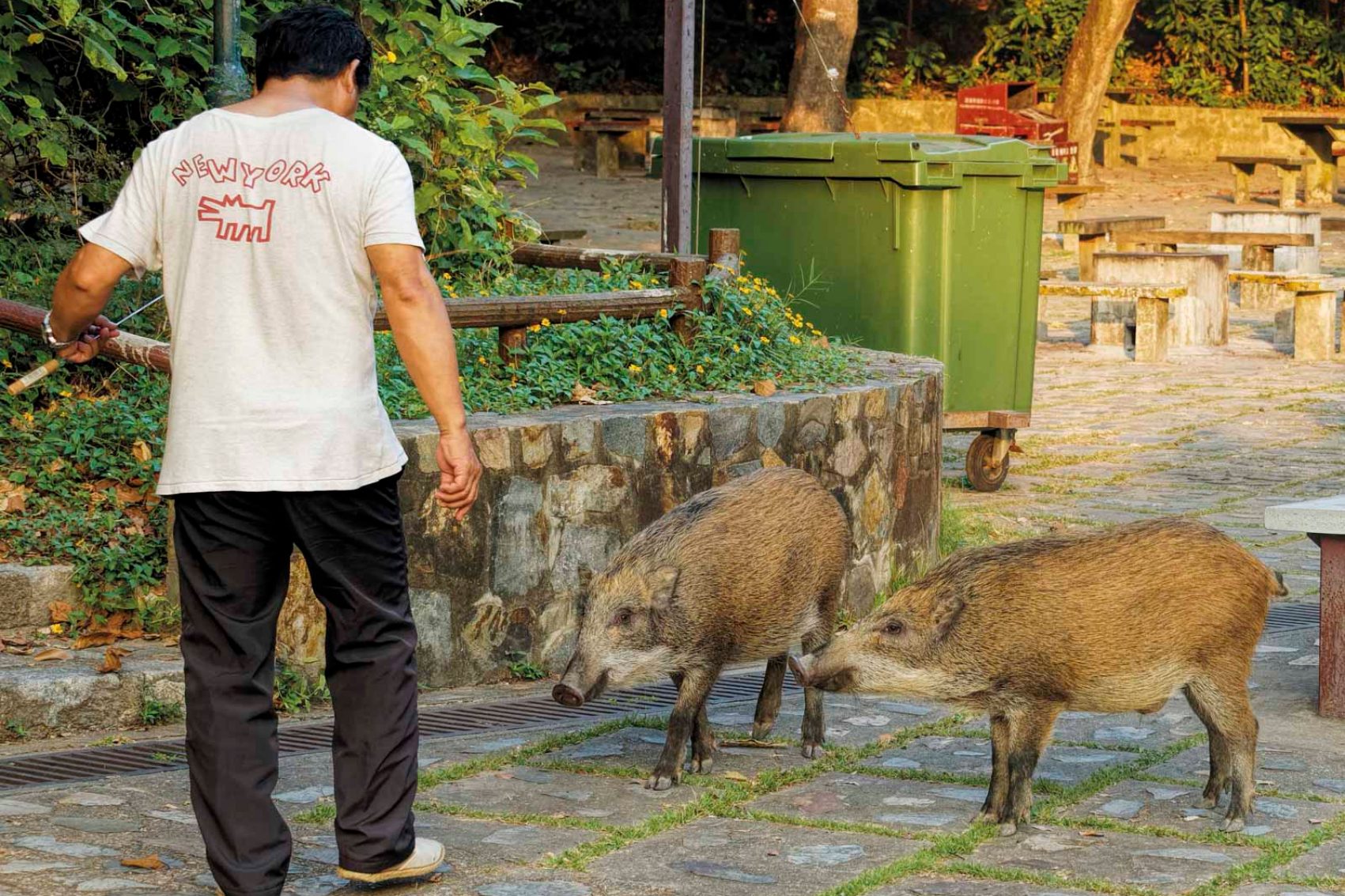 Human & Boars